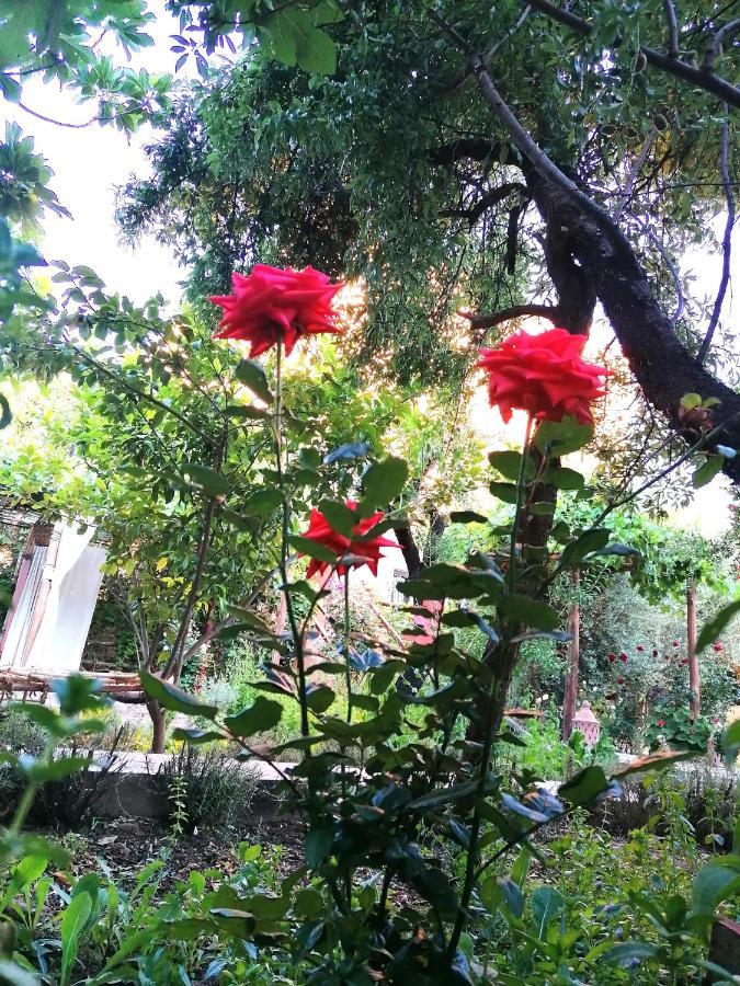 Riad Tazawa Ibrahene Esterno foto